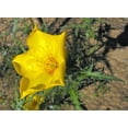 300 YELLOW BLAZING STAR Mentzelia Lindleyi Bartonia Evening Star Native ...