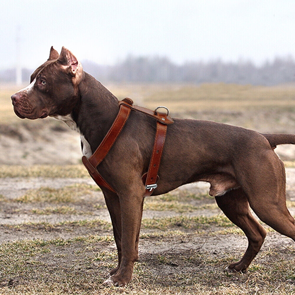 Pet Artist Genuine Leather Dog Harness Heavy Duty Training Adjustable for Bulldog Pitbull