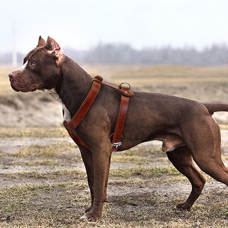 Pet Artist Genuine Leather Dog Harness Heavy Duty Training Adjustable for Bulldog Pitbull