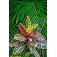 thumbnail image 2 of Engelbrecht, Lisa S. 11x14 Black Ornate Wood Framed with Double Matting Museum Art Print Titled - Palm fronds and Croton plants, 2 of 4