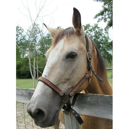 Black Buckskin - Canvas Print Portrait Horse White Tan Black Buckskin Stretched Canvas 10 x 14