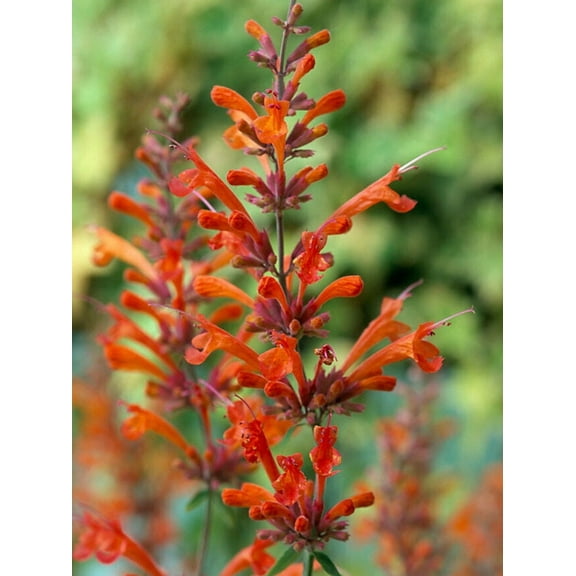 100 Red Hyssop Seeds Agastache Perennial Flower Seed Flowers Bloom 246 US SELLER