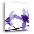 thumbnail image 2 of Epic Art 'Purple Blossom 2' by Photoinc Studio, Acrylic Glass Wall Art, 24"x24", 2 of 8