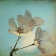 thumbnail image 2 of Hanna, Dawn D. 15x15 White Modern Wood Framed Museum Art Print Titled - Spring Sings, 2 of 4