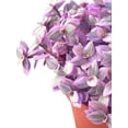 thumbnail image 3 of Live Succulent 4" Callisia Repens Pink Lady Turtle Vine, Succulents Plants Live Fully Rooted House Plant for Home Office Decoration, DIY Projects, 3 of 5