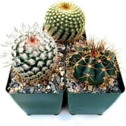 Fat Plants San Diego Cactus Plants. Variety Package of Indoor or Outdoor Cacti Plants for Gardens, Home Decor or Gifts (3)