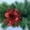 Red, variant on PULLIMORE 6 Pcs Poinsettia Artificial Christmas Flowers Decorations Glitter Xmas Tree Flower Ornaments (Red)