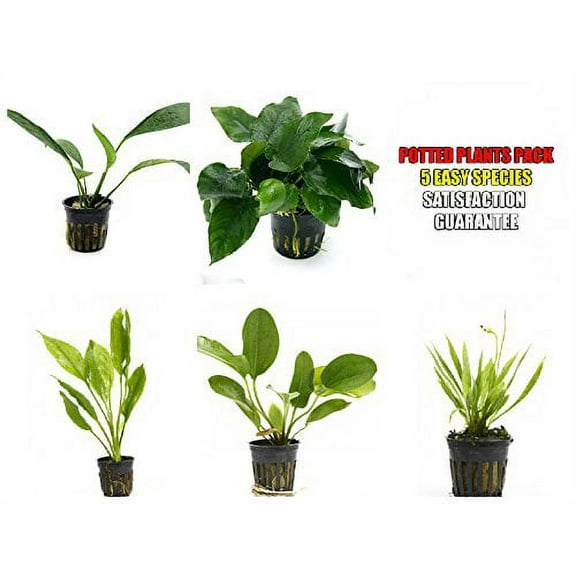 5 Potted Live Aquarium Plants Bundle - Anubias, Amazon Sword, Kleiner Bar, Narrow Leaf