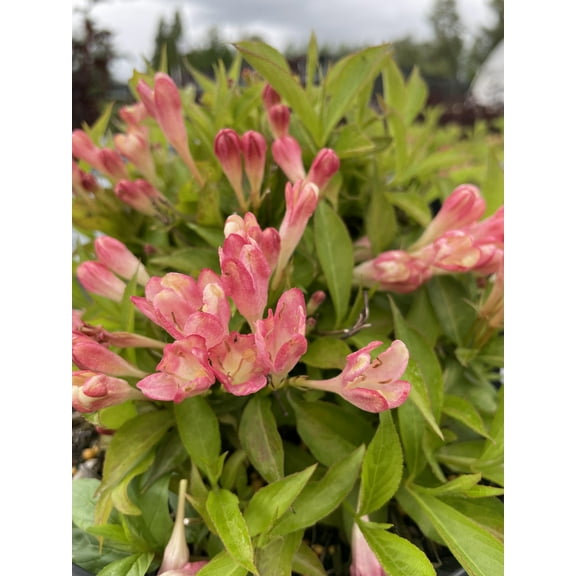 Bloomin' Easy Peach Kisses Weigela Live Shrub
