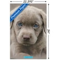 thumbnail image 3 of Keith Kimberlin - Puppy - Blue Eyes Wall Poster with Push Pins, 22.375" x 34", 3 of 3