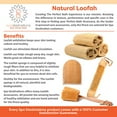 thumbnail image 1 of Natural Loofah Exfoliating Bath Sponge 6 by Spa Destinations, 1 of 3