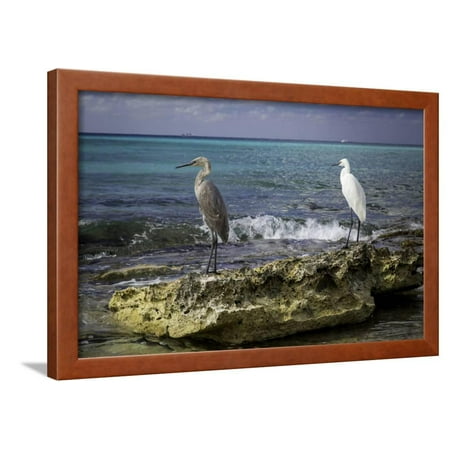 Grey and White Egrets on a Rock Along the Shore of Grand Cayman, Cayman Islands, West Indies Framed Print Wall Art By Brian (Best Time Of Year To Visit Cayman Islands)