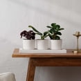 thumbnail image 2 of Bloem Trio-Fight Plastic Planter Set: Includes Three 4" Planters with Snap-In Saucer Tray, Great for Herbs & Succulents, Vanilla Bean, 2 of 8