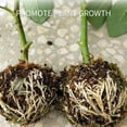 thumbnail image 4 of Plant Rooting Device High Pressure Propagation Ball Growing Breeding for Various Plants Indoor Gardening and Hydroponics, 4 of 8
