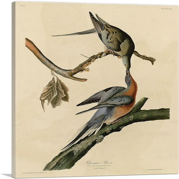 ARTCANVAS Passenger Pigeon Canvas Art Print by John James Audubon - Size: 26" x 26" (0.75" Deep)