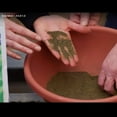 thumbnail image 3 of Coast of Maine 1-0-1 Kelp Meal All Purpose Organic Plant Food for Root and Plant Growth, 4lbs, 3 of 3