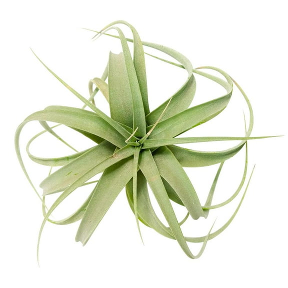Tillandsia Xerographica, Queen of Air Plants