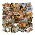 thumbnail image 1 of Paquete de pegatinas con temática de leones, 50 unidades, para amantes de la vida silvestre, 1 of 2