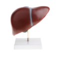 thumbnail image 4 of 1: 1 Hígado Hígado Lóbulo Vesícula Modelo Escuela Médica Enseñanza Sunnimix Estatua de estructura de hígado humano, 4 of 8