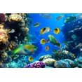 thumbnail image 2 of Coral Colony and Coral Wall Decal by Wallmonkeys Peel and Stick Graphic (24 in W x 16 in H) WM32550, 2 of 4