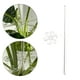 thumbnail image 3 of Estaca de Soporte para Plantas shamjiam Palo de soporte para tallos de plantas M, 3 of 7
