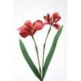 thumbnail image 1 of Double X 2 Iris&44; Rose & Rouge - Pack de 4, 1 of 1