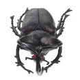 thumbnail image 2 of Beetle Insect Model Simulated Insect Model Insect Specimen Children Education Toy, 2 of 9