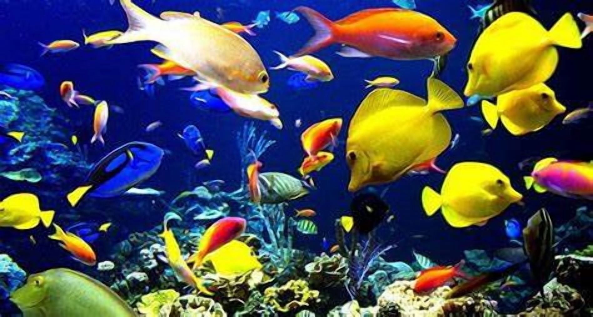 Marine Fish Flakes 3-lbs @ $49.99 Marine Flakes for ALL Marine Fish. These Flakes Made in USA!