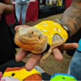 thumbnail image 3 of Ropa de Lagarto con Correa para Lagarto Real, Arnés y Correa de Dragón Barbudo, Disfraz de Leopardo Gecko, Sudaderas con Capucha de Reptil para Protección de la Piel (Bee), 3 of 6