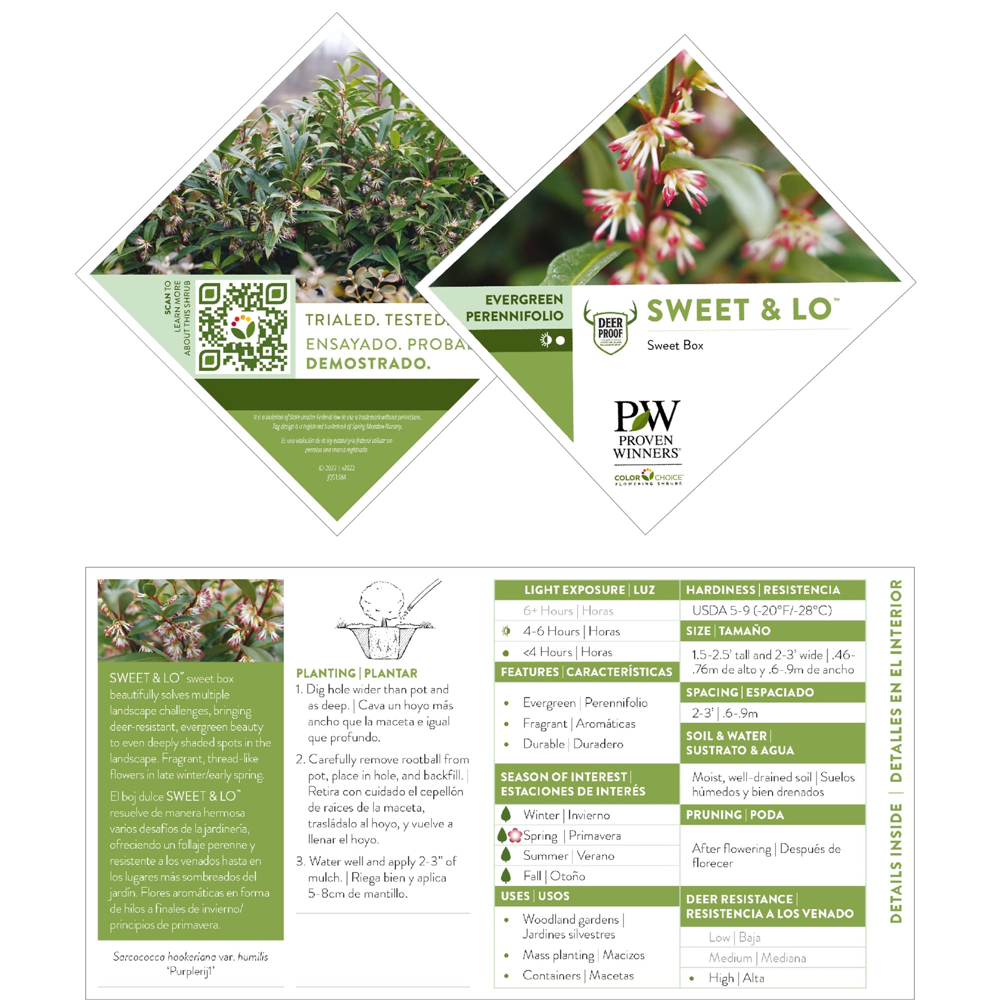 Proven Winners ColorChoice Sweet & Low Sweet Box Live Shrub (2 Gallon)
