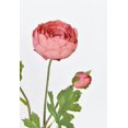 thumbnail image 3 of 23" Faux Coral Real Touch Ranunculus Stem, 3 of 5