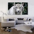 thumbnail image 2 of ARTCANVAS White Tiger Staring Canvas Art Print - Size: 60" x 40" (0.75" Deep) (3-Piece), 2 of 9