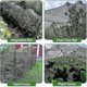 thumbnail image 4 of Malla para pájaros para protección de jardín, malla de jardín de 4x10 m, malla para aves de corral para gallinero, malla para ciervos, 4 of 5