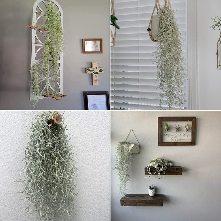 hanging pots and plants Viva Self-Watering Hanging Basket, 14