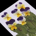 thumbnail image 4 of Flores secas prensadas reales 12 Unidades Natural Real Presionado Pensamiento Flor De Flores Secas Adornos Florales Para La Tarjeta Que Hace Scrapbooking Arte Artesanía DIY Joyería De Resina Filler, 4 of 9