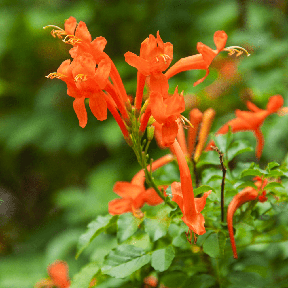 Orange Honeysuckle Plant Live, 4 to 6'' Tall, Cape Honeysuckle Flower Vine Perennial