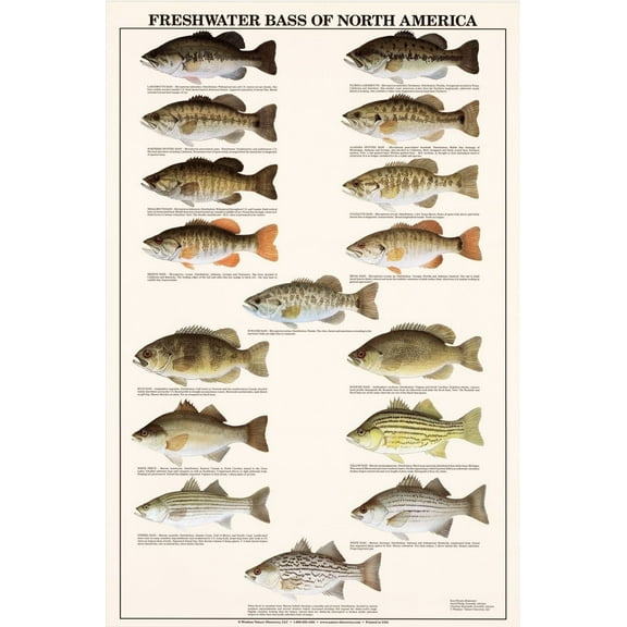 Charting Nature Freshwater Bass Identification Poster and Chart 24"x36"
