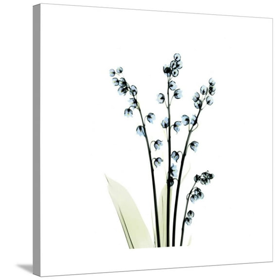 Art.com Lily of the Valley Stretched Canvas Print Wall Art by Albert Koetsier, 30" x 30"