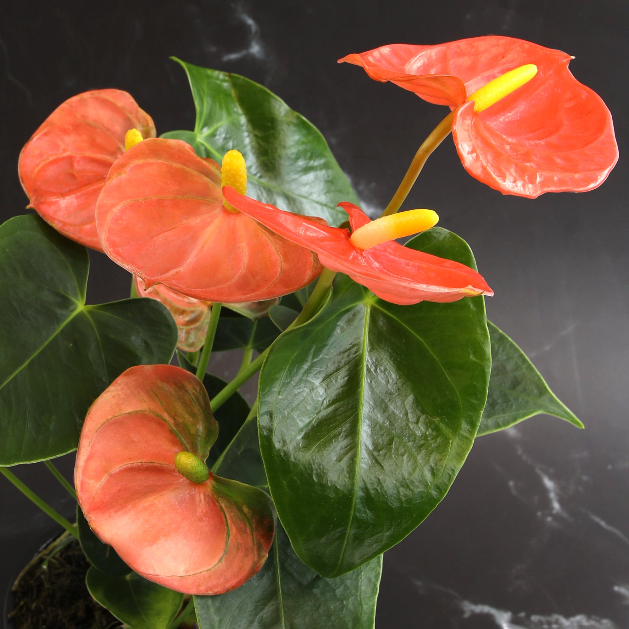 Altman Plants Orange Anthurium, 14-18" Tall Flamingo Flower, Air Purifying Easy Houseplant