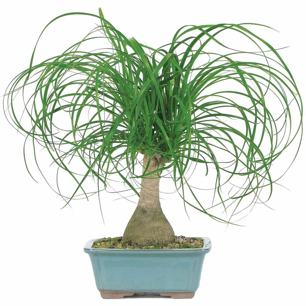 Brussel's Ponytail Palm Bonsai Medium (Indoor)