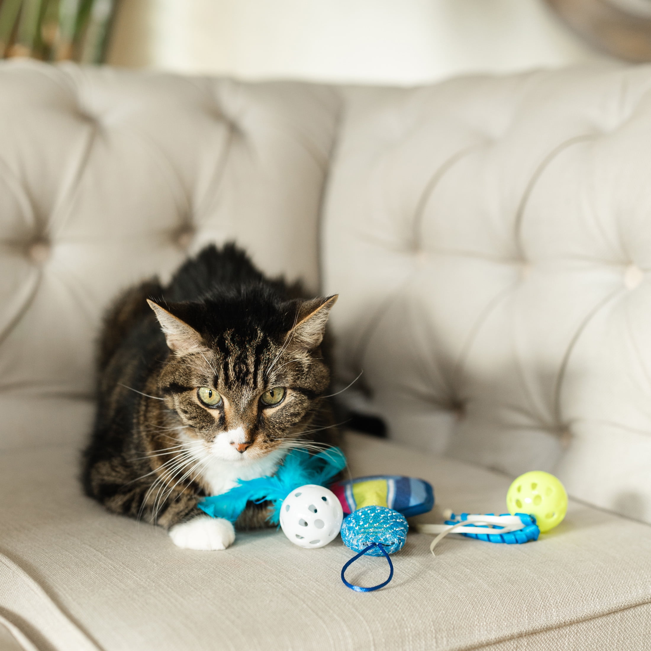 Vibrant Life Pickleball Cat Toys with Catnip 3 Pack including plush paddle  and feathered balls - Walmart.com