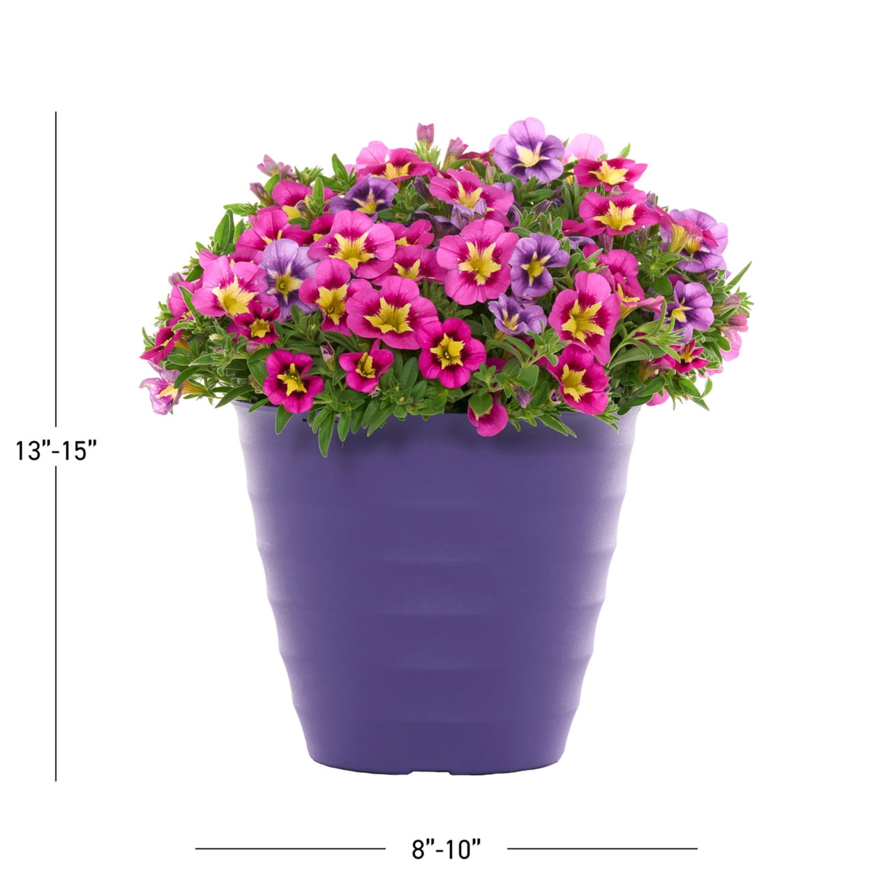 Better Homes & Gardens 3QT Multicolor Calibrachoa Live Annual Plant Decorative Pot Sun 2-Pack