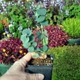 thumbnail image 2 of Eucalyptus Pulverulenta, Baby Blue, Florist Silver Dollar - Pot Size: 3" (2.6x3.5") - House Plants, Trees, 2 of 5