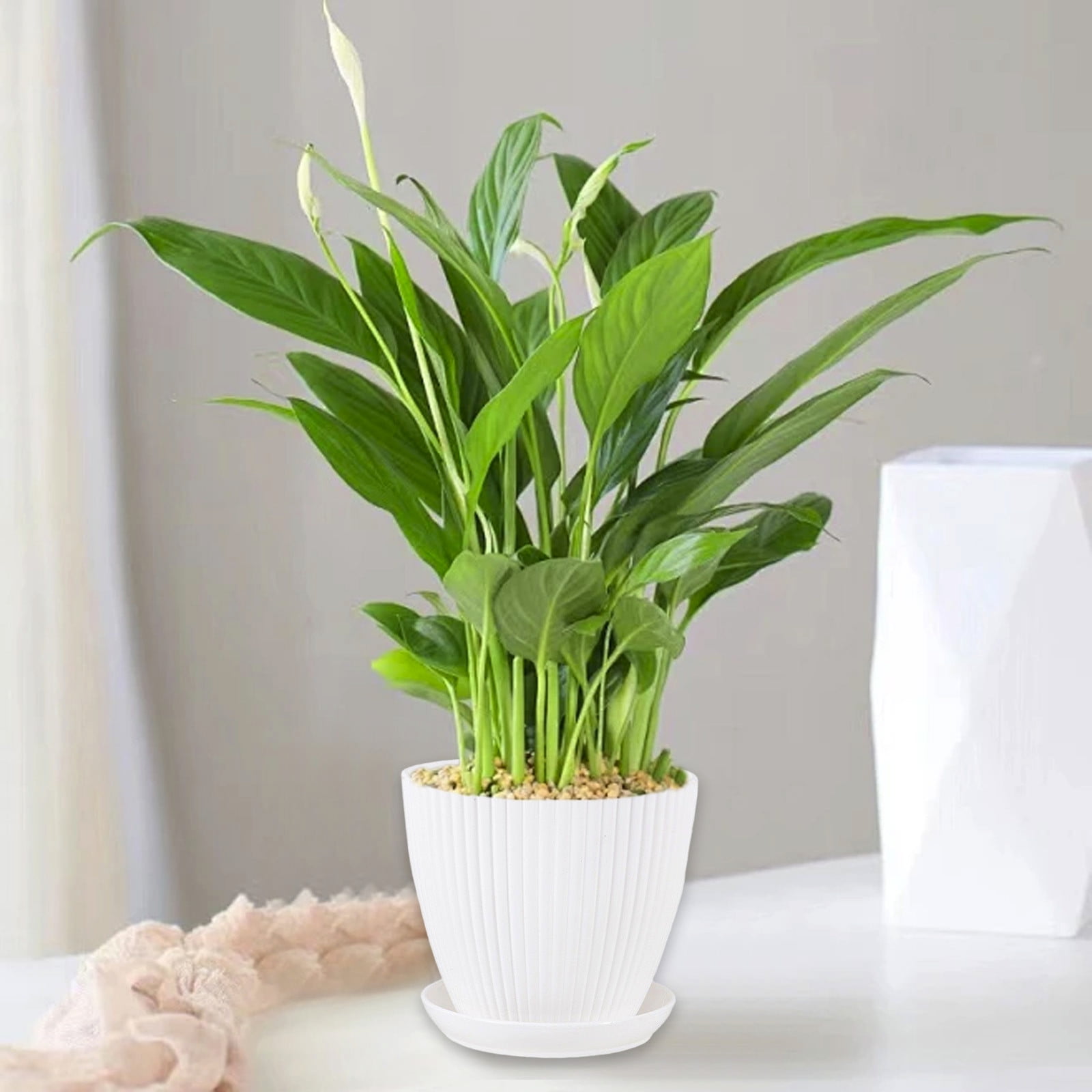 Maceta De Cerámica Blanca Con Forma De Cactus – Incluye Bandeja De Madera Y Agujero De Drenaje, Ideal Para Suculentas, Regalo Original Para Profesores