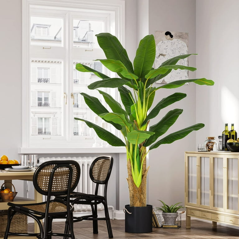 indoor banana plant