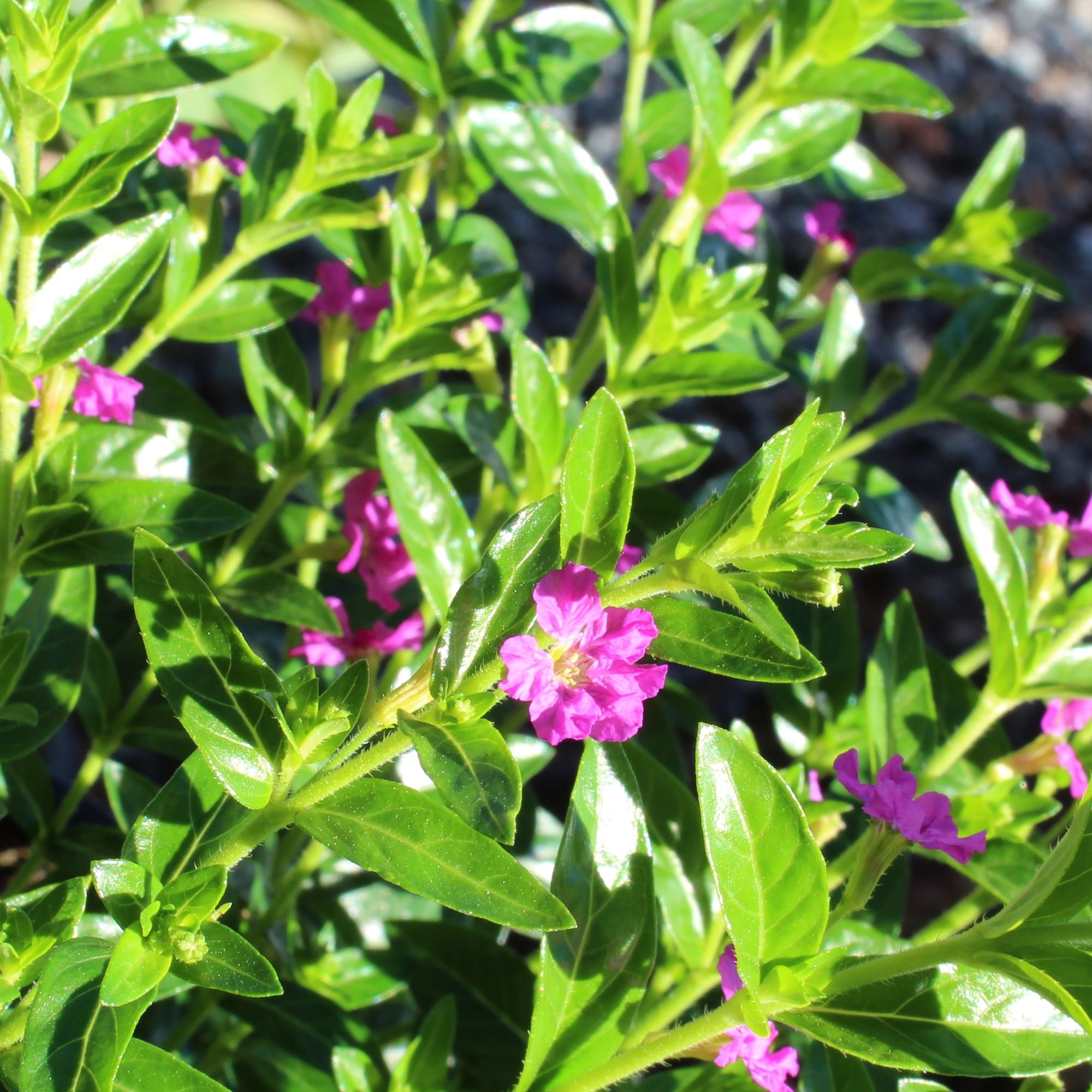Lavender Cuphea Hyssopifolia Live Plant| 2.5 QT Grow Pot| Direct Sunlight| Flowering Plant| By Altman Plants