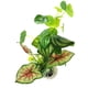 thumbnail image 1 of Acuario, decoración de pecera, conjunto de árbol de plantas de acuario, decoración de pecera, 1 of 5