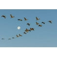 thumbnail image 2 of Illg, Cathy and Gordon 18x13 Gold Ornate Wood Framed with Double Matting Museum Art Print Titled - New Mexico Sandhill cranes fly past full moon, 2 of 4