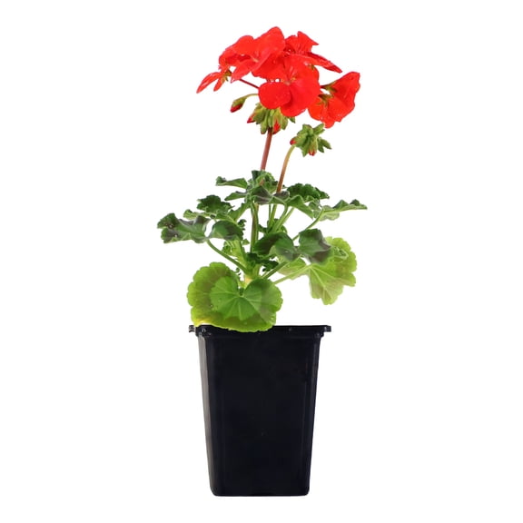 Expert Gardener 8" Red Geranium Live Plants in 4" Grower Pot Full Sun