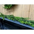 thumbnail image 4 of Regency International 60"Led Natural Touch Norfolk Pine Garland - 60, 4 of 6
